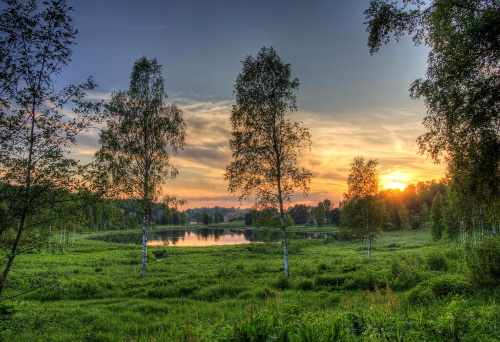 Enchanting Sunset Silhouettes: Exploring Estonia's Majestic Forest Canvas Wallpaper