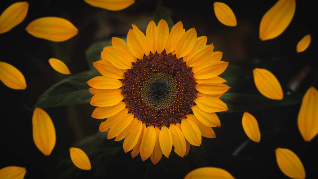 Eclipse of the Sunflower: A Stunning Dark Background Photo Wallpaper
