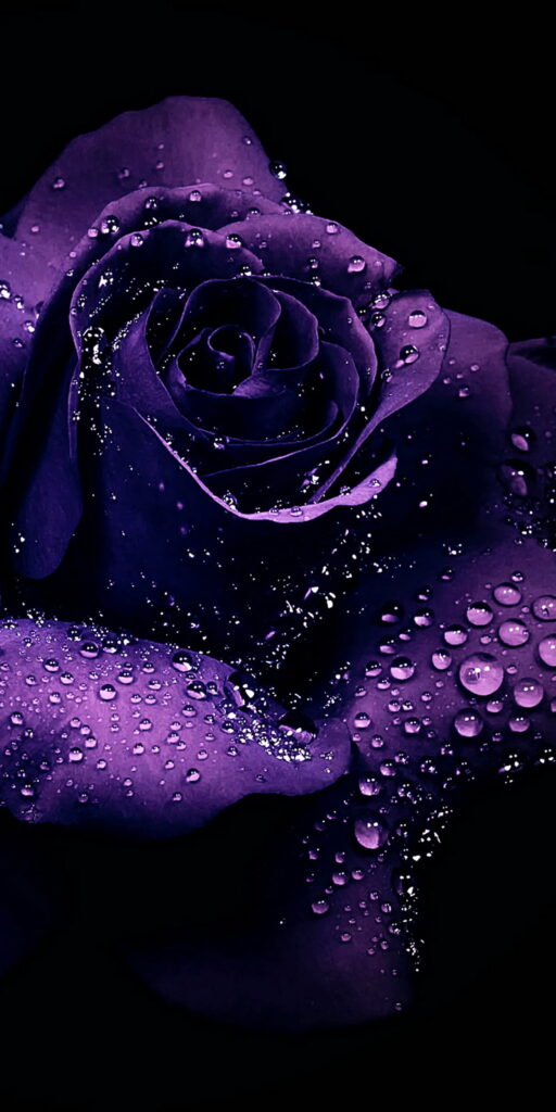 Enigmatic Elegance: Captivating HD Phone Wallpaper Featuring a Blackened Purple Rose