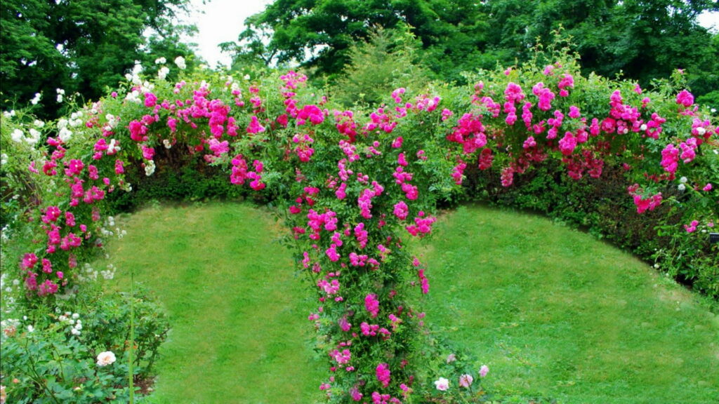 Rose Garden: Nature's Pink Arboreal Spectacle - An HD Wallpaper Background