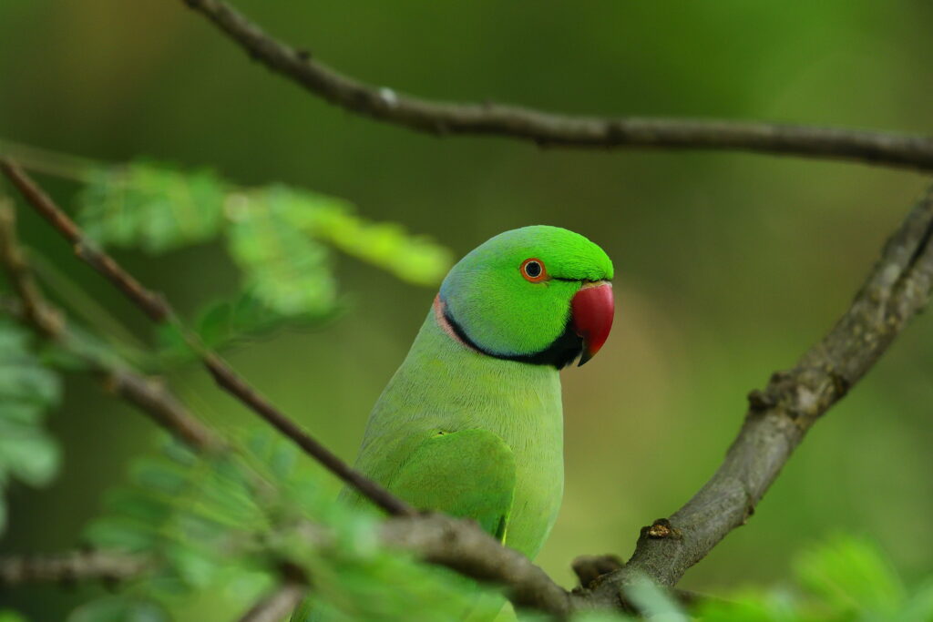 Colorful Feathered Friend: A Vibrant Parrot Perched on Branches in a Lush Tree - Captivating 4K Wallpaper Background