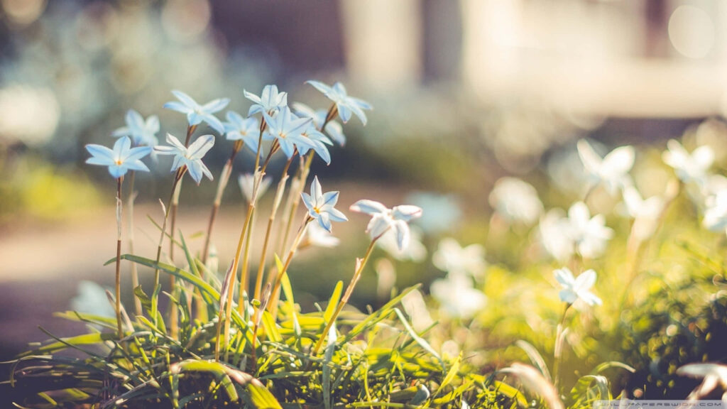 Blooming Delights: Captivating Blue Flowers Desktop Background Photo in Beautiful 2560 X 1440 Resolution Wallpaper