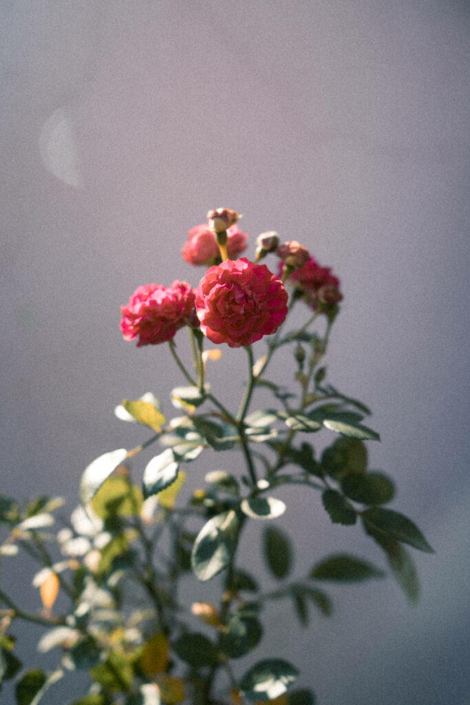 Blooming Marvel: Vibrant Cluster of Red Roses amidst Serene Tumblr Flower Backdrop Wallpaper
