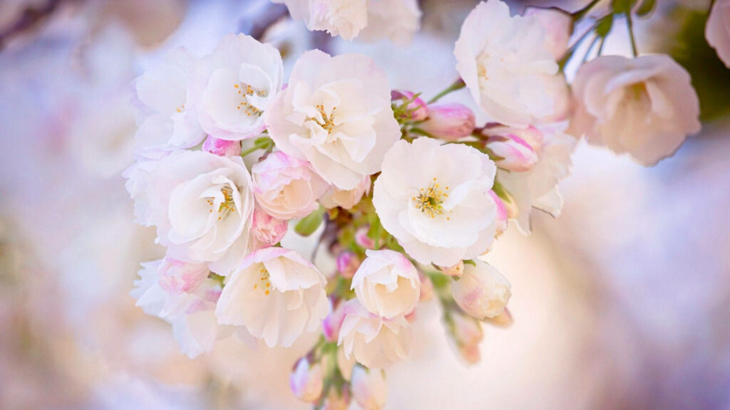 Whispers of Spring: Captivating Sakura Blossoms Grace a Dreamy Backdrop Wallpaper