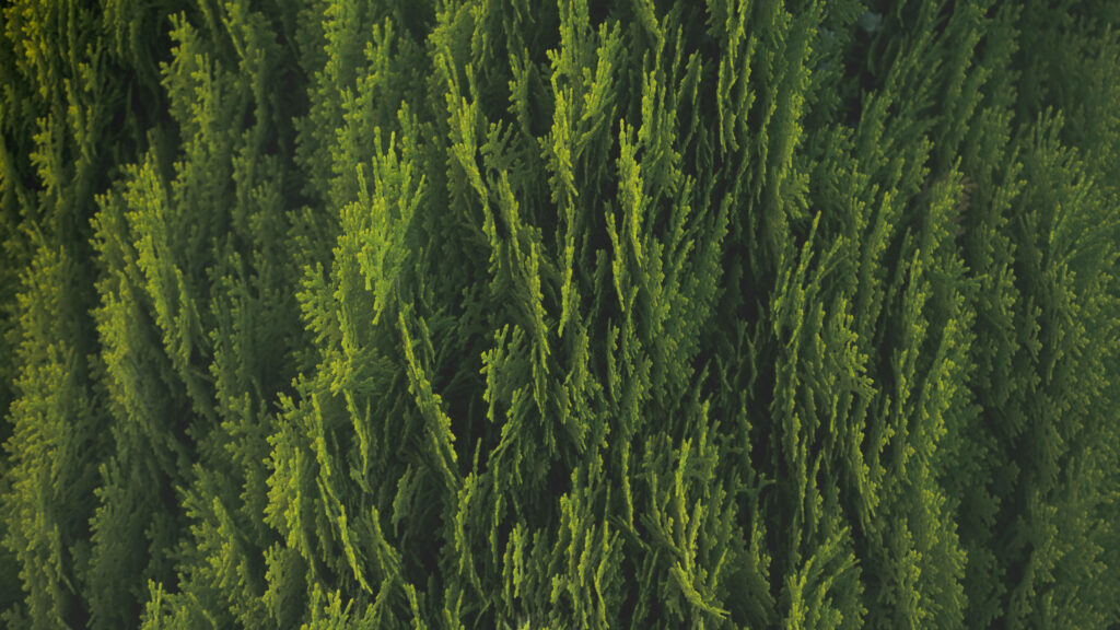 Captivating Birds-eye View of Lush Cedar Forest in a Green Nature Setting Wallpaper