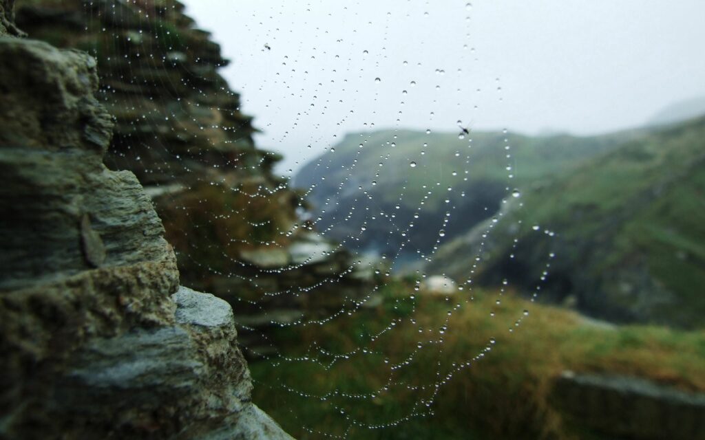 Dew drops on intricate spider web between rugged stones with misty green nature background Wallpaper