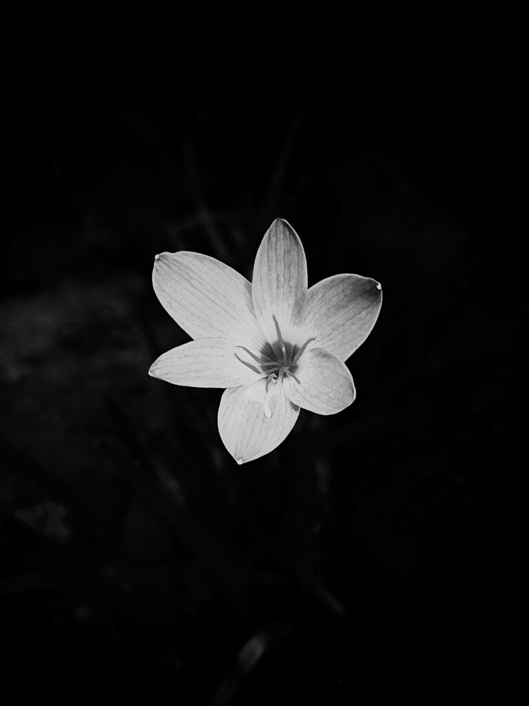 Majestic Monochrome Blossom: A Captivating Artwork of Nature's Elegance Wallpaper