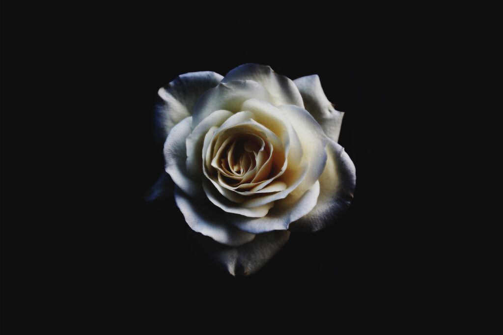 Shining Strength: A Radiant White Rose emerges from the Shadows Wallpaper