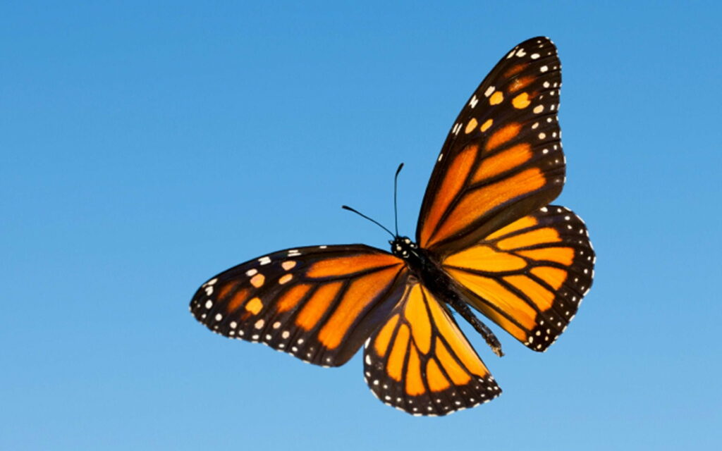 Enchanting Flutter: Captivating HD Wallpaper with Butterfly Aesthetic