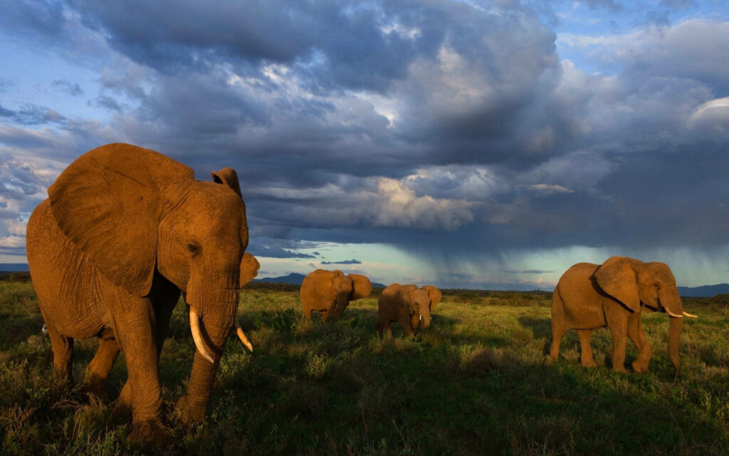 Stormy Skies and Majestic Giants: Elephants Trekking Through the Clouds Wallpaper