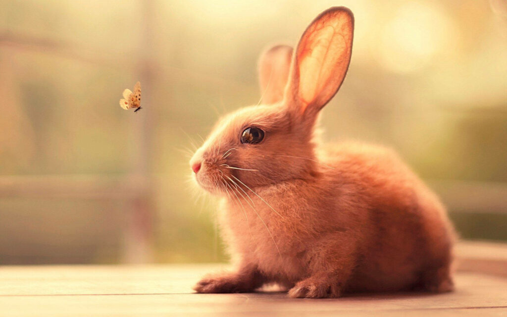Beneath Nature's Spell: Enchanting Encounter Between a Brown Bunny and Delicate Butterfly Wallpaper
