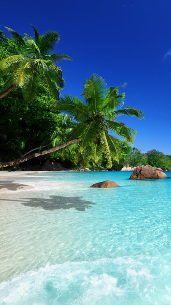 Paradise Calling: A Serene Tropical Beach Retreat - Vibrant Palms and Crystal-Clear Seas for Your Ultimate HD Phone Wallpaper Bliss