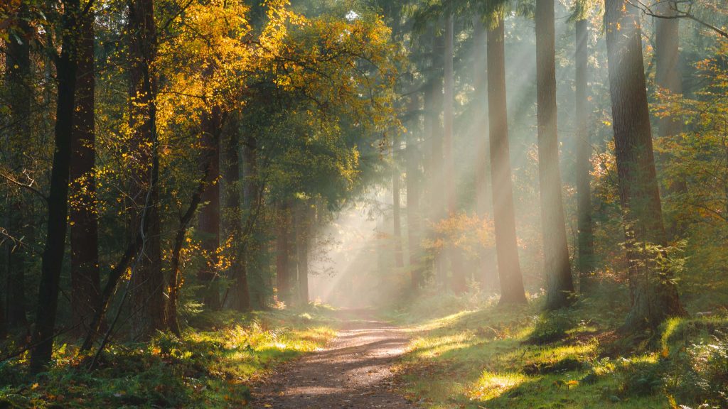 Forest path with golden autumn leaves and morning light beams shining through misty trees Wallpaper