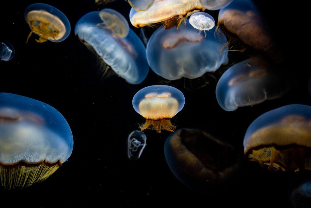 “Ethereal Jellyfish Wallpaper: Mesmerizing Underwater Scene on Black”