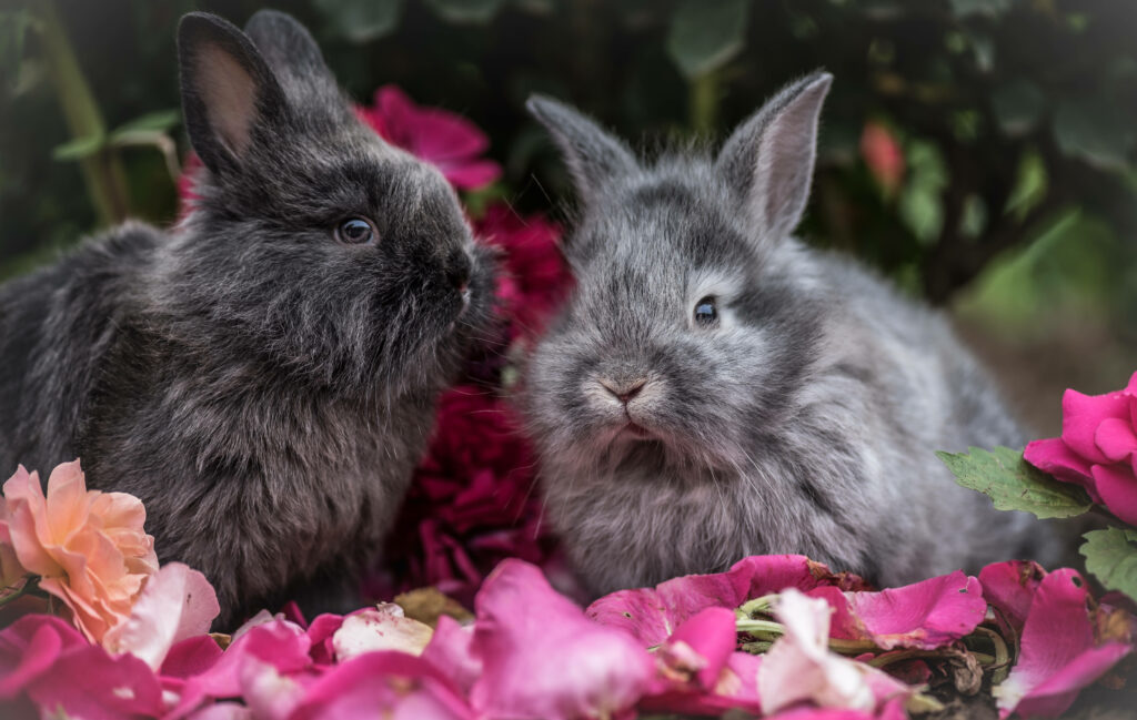 Blossom Munchers: Adorable French Angora Rabbit Duo Enjoying Petal Paradise Wallpaper