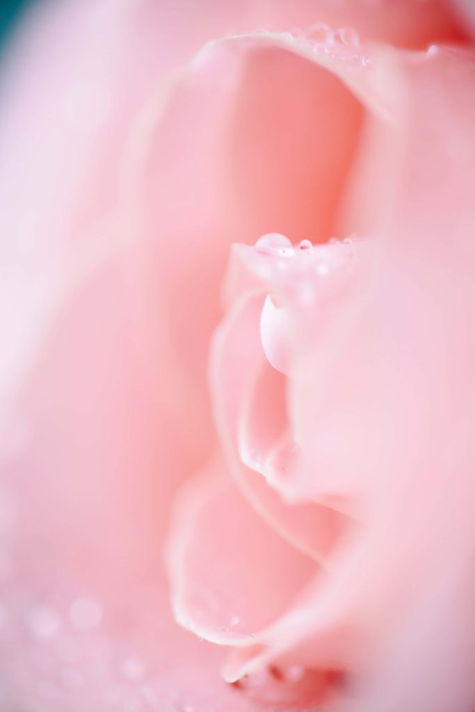 Macro close-up of soft pink rose petals with dew drops pastel background wallpaper