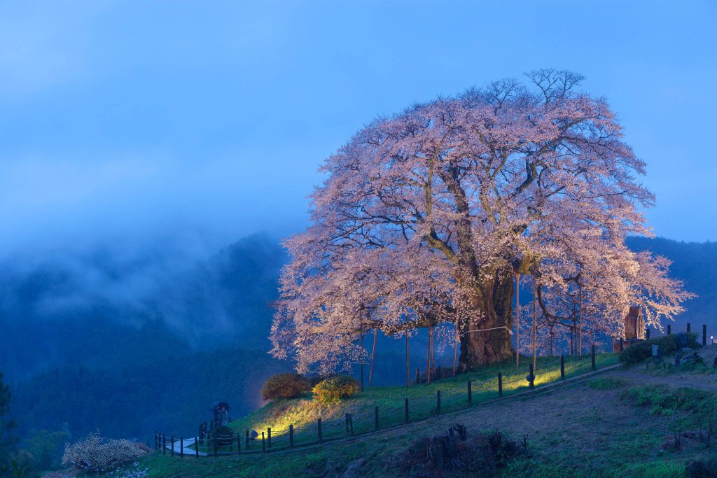 Illuminated Miharu Takizakura cherry tree glowing at dusk in misty Fukushima mountain springscape Wallpaper