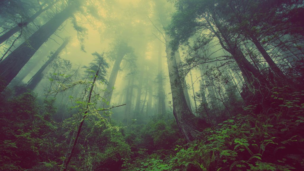 Desolate temperate rainforest with towering trees and misty ethereal light background wallpaper