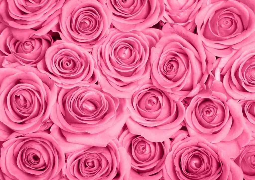 Ethereal Pink Roses Wallpaper: Lush Romantic Background Design