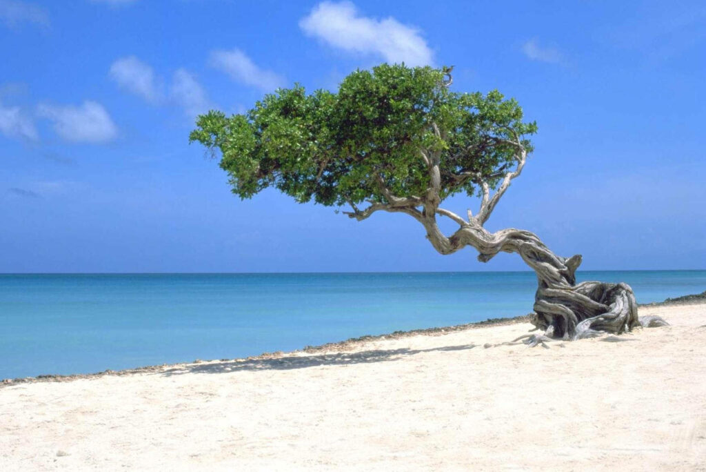 A Serene Glimpse of Aruba's Majestic Divi Divi Tree by Eagle Beach - A Tranquil Escape in Oranjestad's Idyllic Aquamarine Oasis Wallpaper