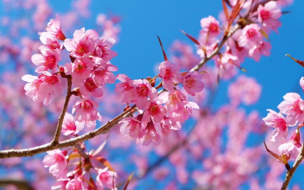A Blossoming Blue Spring: Vibrant Sakura Texture in HD Wallpaper Background