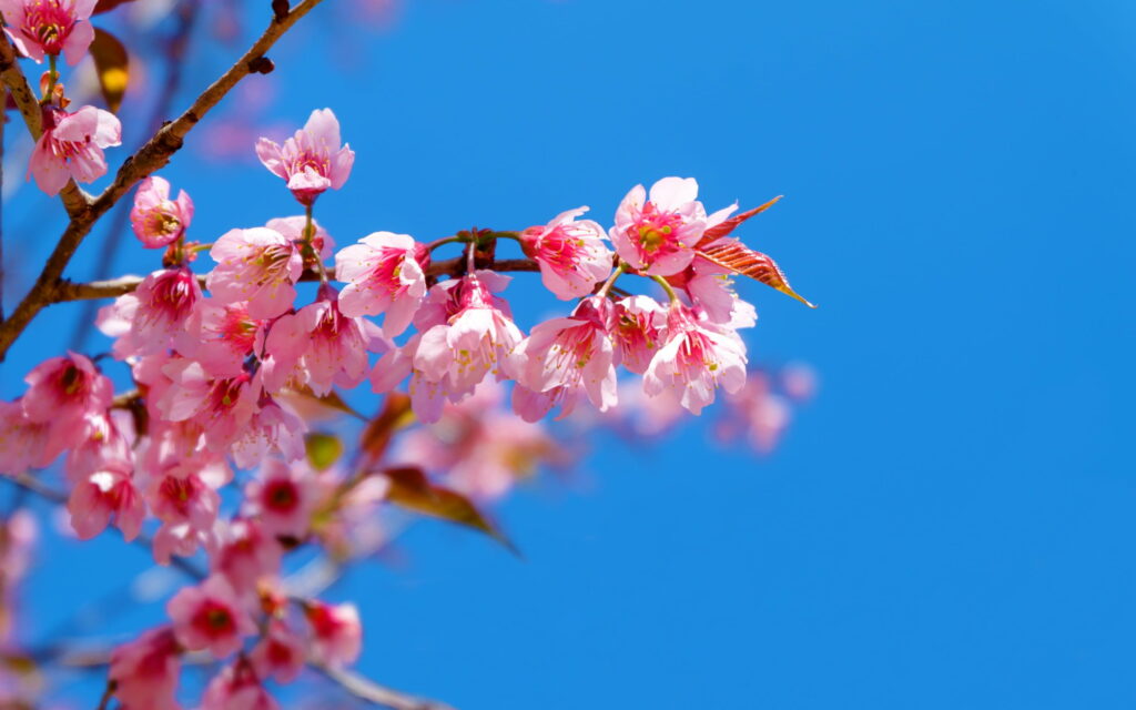 Blooming Beauty: Captivating Cherry Blossoms under a Clear Blue Sky Wallpaper