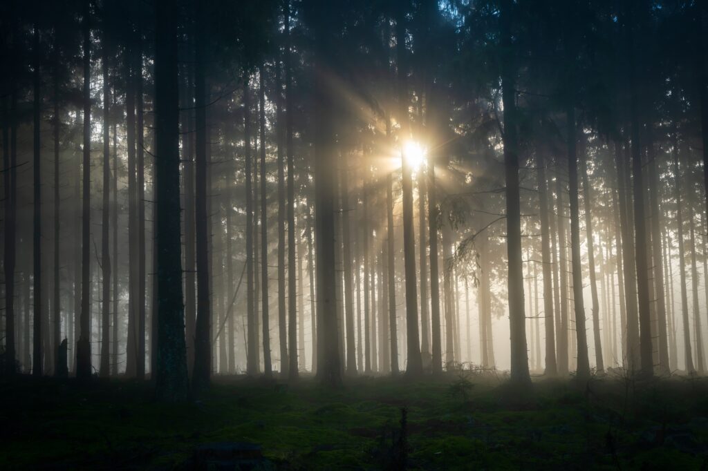 Sunlight filtering through misty tall trees over lush green forest floor peaceful nature scene Wallpaper