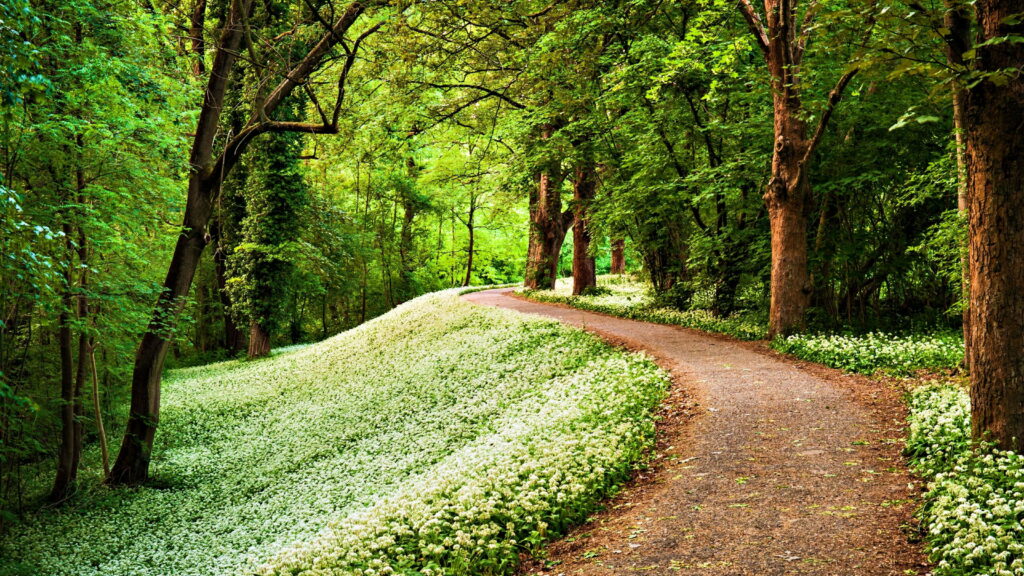 Enchanting Forest Delights: A Serene Spring Escape in High Definition Wallpaper