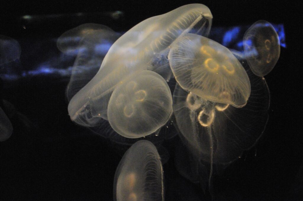 Close-up of translucent jellyfish drifting underwater with soft blue white lighting on dark background Wallpaper
