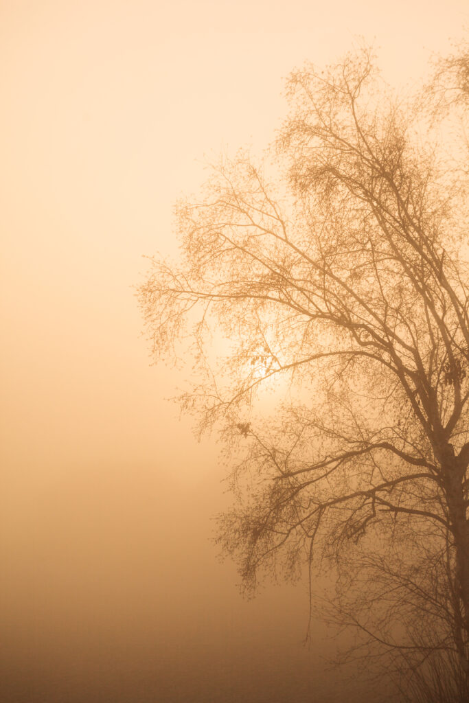Silhouetted tree with bare branches in golden foggy mist serene ethereal nature wallpaper background