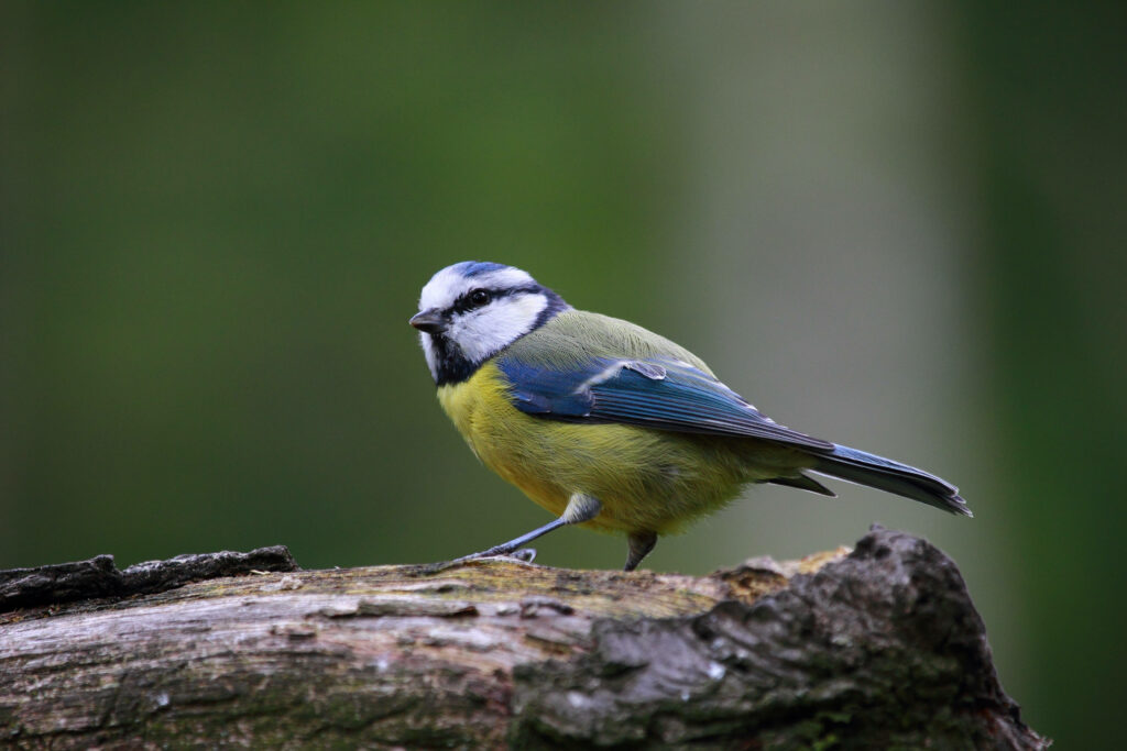Charming Eurasian Blue Tit Wallpaper on Rustic Branch