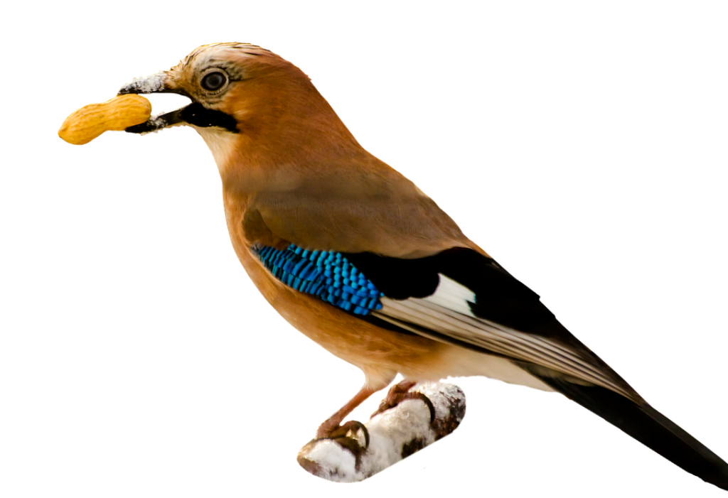 Eurasian Jay with Peanut: Stunning Blue and Brown Plumage on Branch Wallpaper