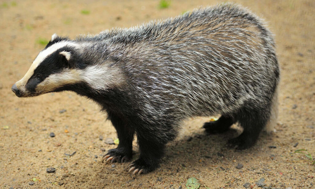 European Badger walking on sandy ground showing black and white striped face and gray fur Wallpaper