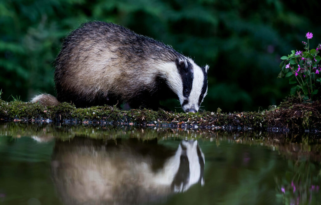 European badger by mossy pond with reflection in water surrounded by lush greenery and flowers Wallpaper