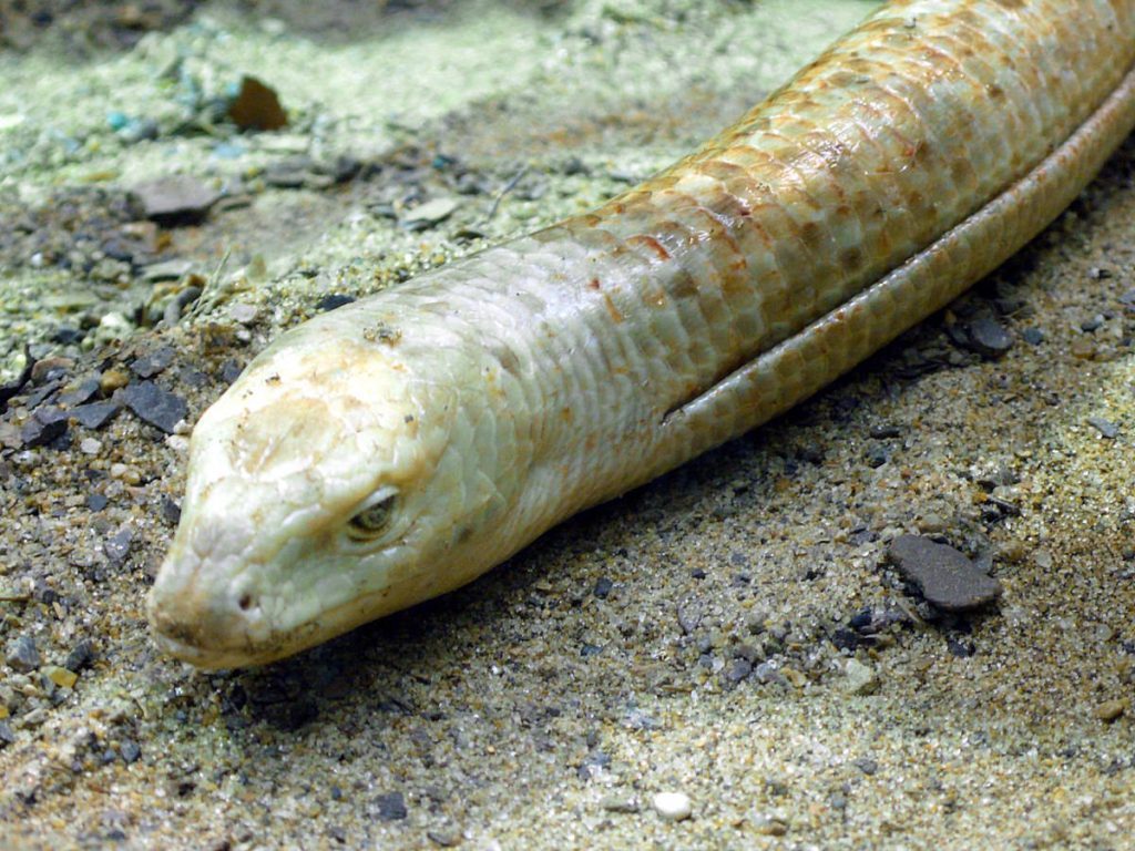 Close-up of European Glass Lizard head showing detailed scales and lateral fold on sandy background Wallpaper