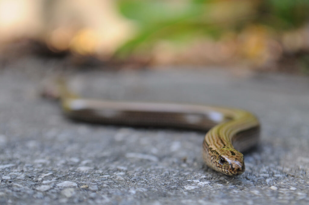 European Glass Lizard on Textured Cement - Unique Wallpaper Background