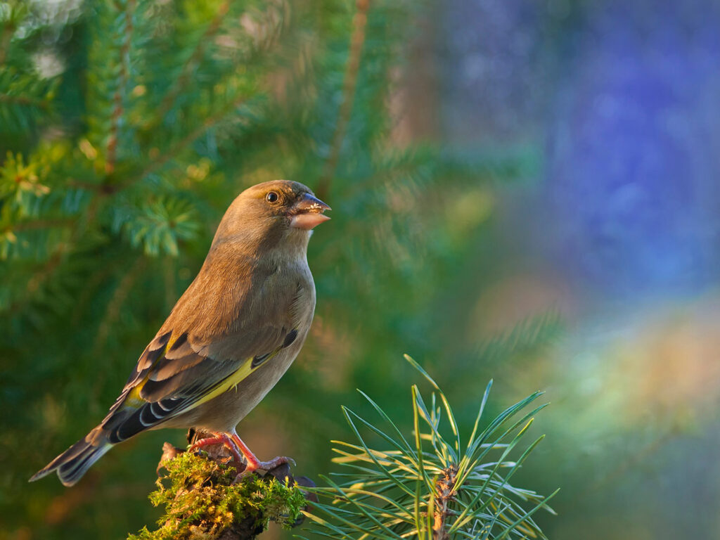 European Greenfinch Wallpaper: Lush Greenery & Serene Nature Scene