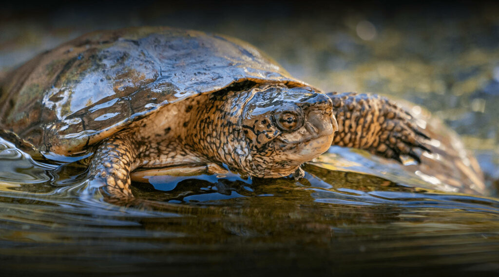 Close-Up of European Pond Turtle in Serene Water Habitat Wallpaper