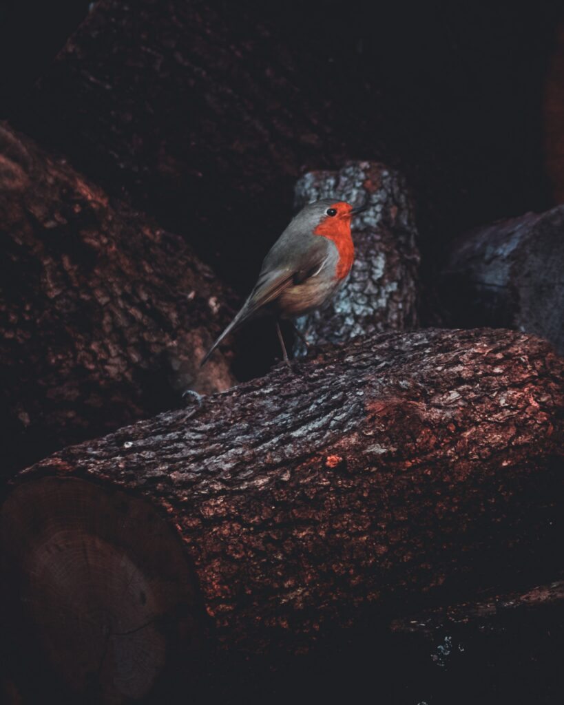 European Robin Perched on Timber with Warm Natural Glow Wallpaper