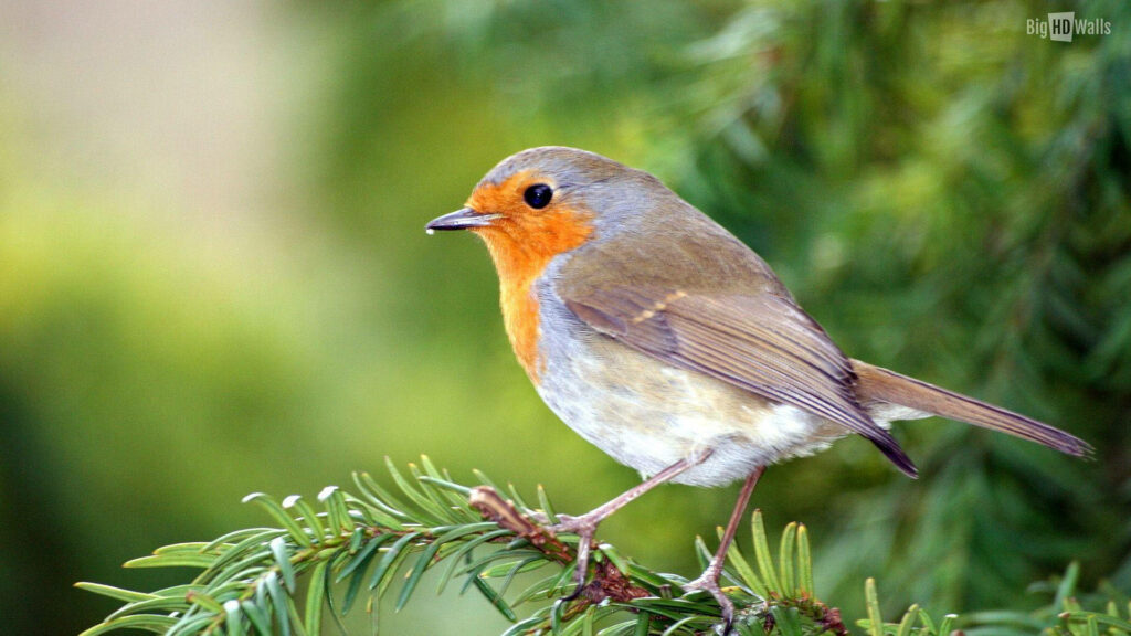Ethereal Encounter: European Robin in a Dreamy Forest Setting - High Definition Bird Wallpaper