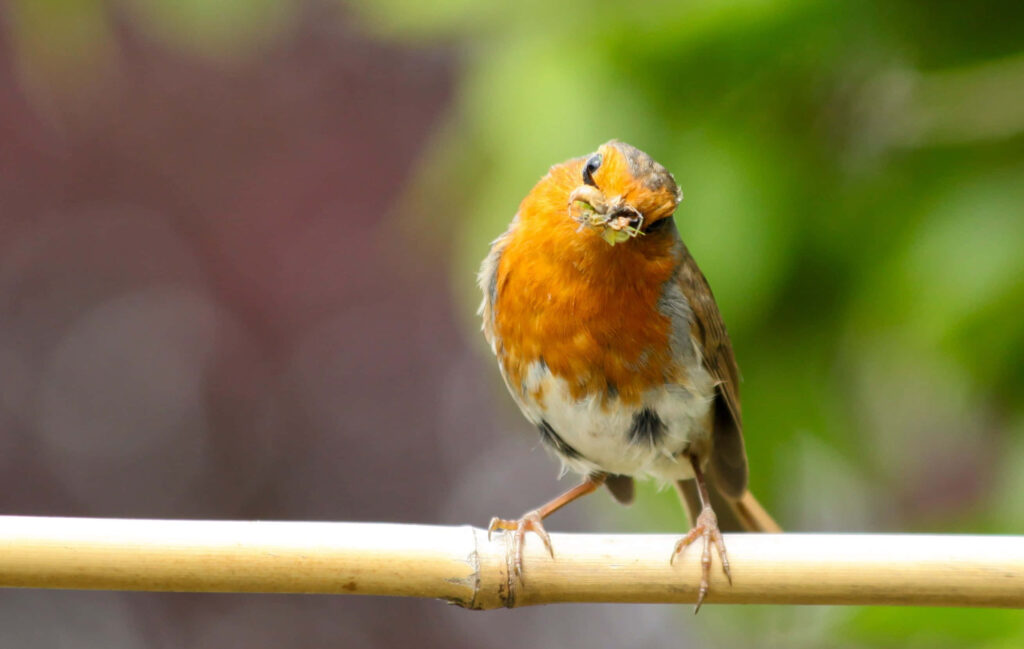 Vibrant European Robin on Branch with Prey - Nature Wallpaper