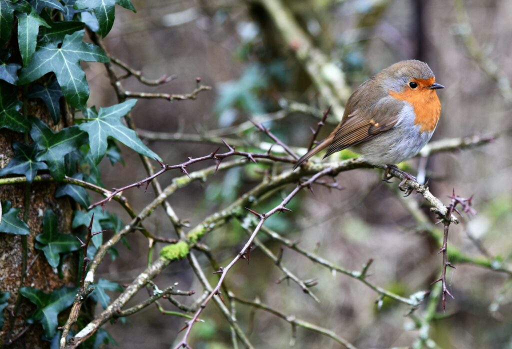 European Robin Wallpaper: Vibrant Bird on Leafy Branches Background