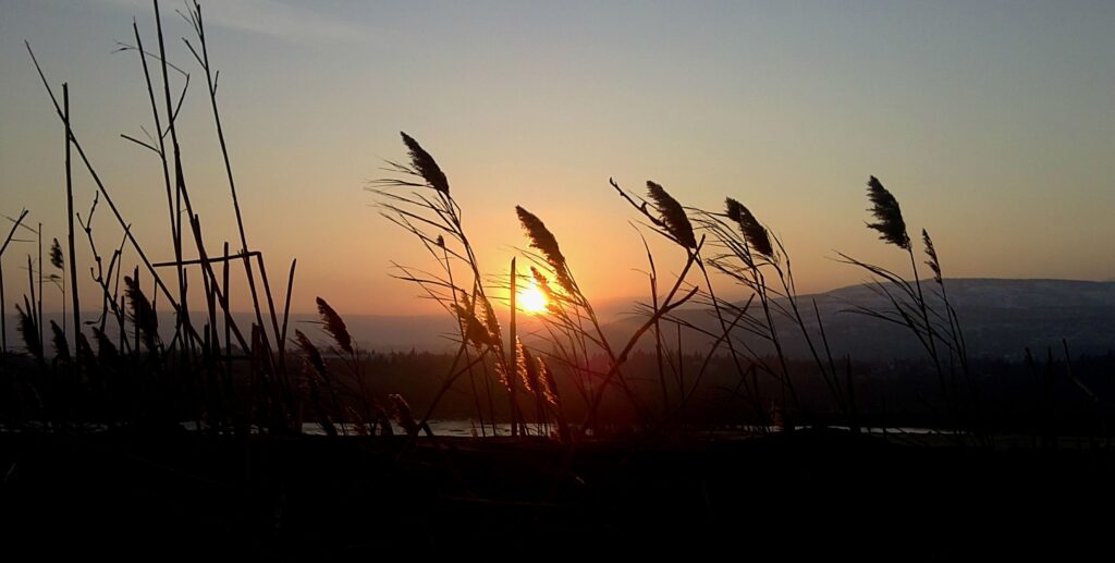 Evening twilight landscape with tall grass and reeds silhouetted against pastel sunset hills Wallpaper