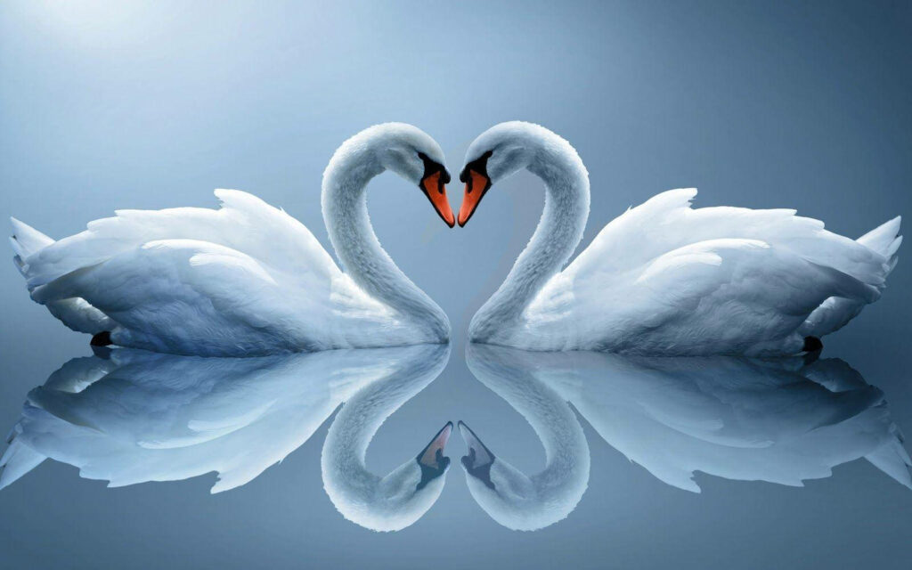 Reflecting Pure Love: Majestic White Swans Creating a Heart-Shaped Reflection on Sparkling Waters Wallpaper