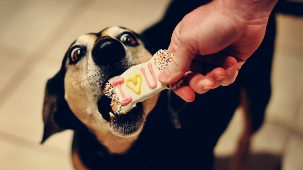 Excited Dog Eyes Colorful Bone Biscuit - Close-Up Wallpaper