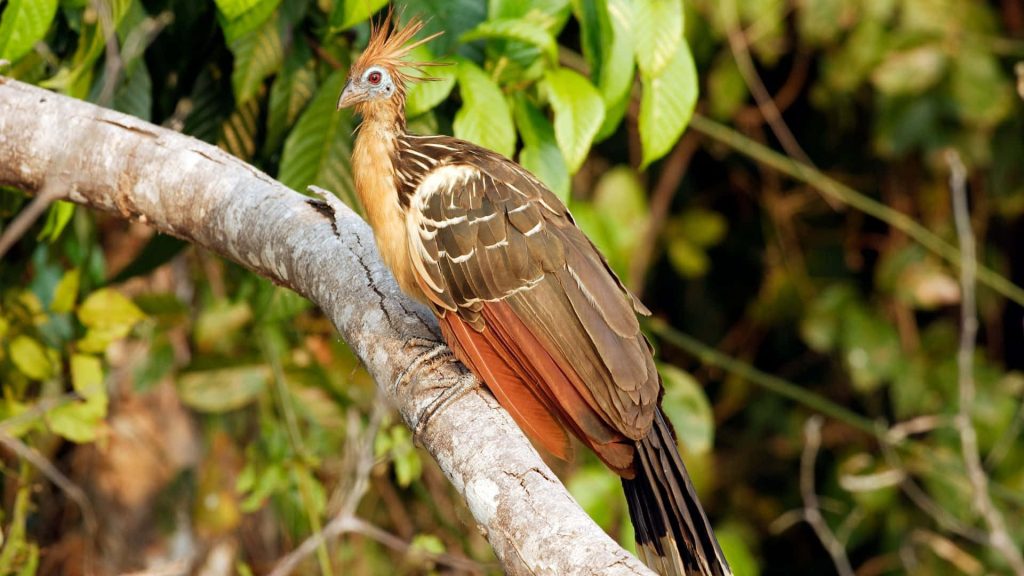 High-resolution Hoatzin bird with spiky crest and vivid colors on a tropical green background Wallpaper