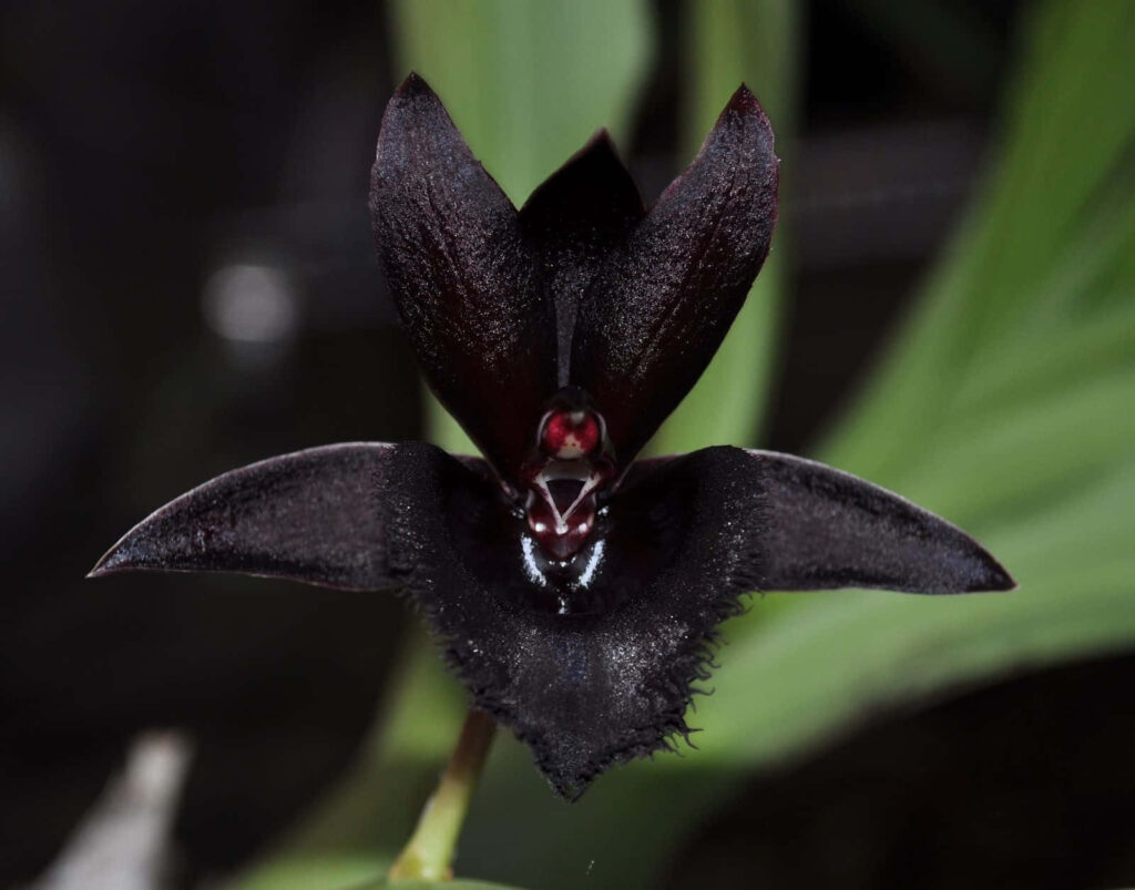 Exotic Black Flower Wallpaper with Red Accents & Blurred Background