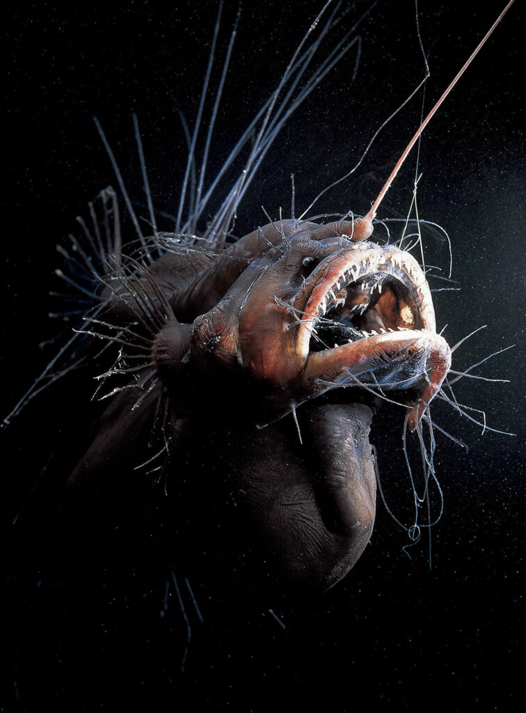 Exotic Deep-Sea Anglerfish Wallpaper: Bioluminescent Beauty