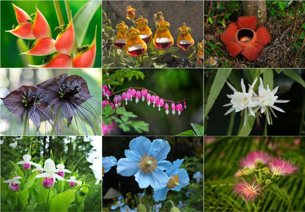 Exotic Flower Wallpaper: Unique Floral Diversity in Vibrant Grid Format