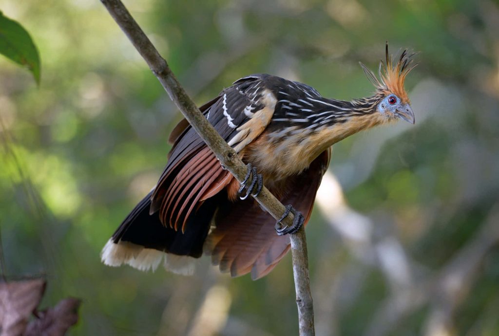 Hoatzin bird with spiky crest vibrant blue face perched in Amazon rainforest wallpaper background